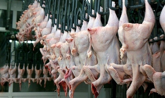 Ekspertdən SOS! Broyler toyuqlarına vurulan bu antibiotiklər təhlükəlidir | sfera.az